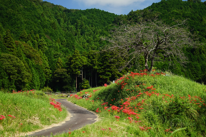 タムロン TAMRON 70-180mm F/2.8 Di III VC VXD G2 (Model A065) ／ 三重 亀山市 安坂山町  坂本棚田の曼珠沙華 2023 - お写ん歩